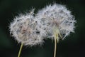 Flower dandelion white on black background Royalty Free Stock Photo