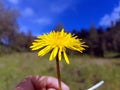 Flower dandelion yellow montain Royalty Free Stock Photo