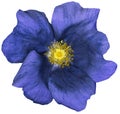 Flower dark blue on a white isolated background with clipping path. Nature. Closeup no shadows. Garden