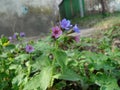 Flower Dark lungwort medicinal Pulmonaria officinalis