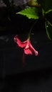 Flower in the dark night in house jungle Royalty Free Stock Photo