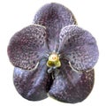 Flower of dark orchid vanda (dark chocolate) isolated on white