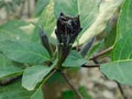 It is a flower of datura. People of Hinduism offer it to Lord Shiva. It is also used a lot in Ayurvedic medicines.Other English