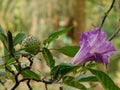 It is a flower of datura. People of Hinduism offer it to Lord Shiva. It is also used a lot in Ayurvedic medicines.Other English