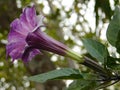 It is a flower of datura. People of Hinduism offer it to Lord Shiva. It is also used a lot in Ayurvedic medicines.Other English