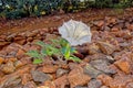 Flower of the Poisonous Jimson Weed in Arizona