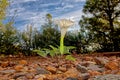 Flower of the Jimson Weed