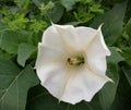 Flower of datura stramonium plant in the ground Royalty Free Stock Photo