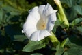 Flower Datura stramonium Royalty Free Stock Photo