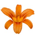 Flower of day-lily, isolated on white background Royalty Free Stock Photo