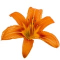 Flower of day-lily, isolated on white background Royalty Free Stock Photo