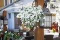 Flower decor and old lamp at an entrance to cafe. Royalty Free Stock Photo