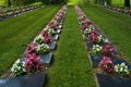 Flower-decorated graves of fallen soldiers in rows Royalty Free Stock Photo