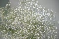 Small white delicate flowers of Gypsophila Baby`s-breath flowers, on white curtain wedding background.