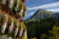 Flower Decoration & Kitzbuheler horn, Tirol, Austria