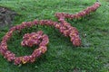 flower decoration on lawn yard for Traditional Thai alphabet number nine