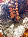 Flower decoration on a religious place