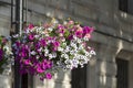 Flower decoration, typical view of the London street, London, United Kingdom Royalty Free Stock Photo