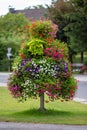 Flower decorative arrangement in park