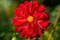 Flower decorative double red Dahlia on a blurred green background in the garden.