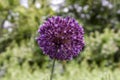 The flower of the decorative onion.Allium Summer Drummer