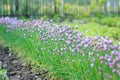 Flower decorative onion. Close-up of violet onions flowers on summer field.