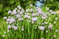 Flower decorative onion. Close-up of violet onions flowers on summer field. Beautiful blossoming onions. Garlic flowers