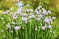 Flower decorative onion. Close-up of violet onions flowers on summer field. Beautiful blossoming onions. Garlic flowers