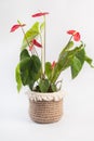 A flower in a decorative pot made of natural rope. Flowerpot, do it yourself. Handmade. Natural textile. Interior design Royalty Free Stock Photo