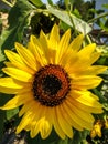 Flower of decorative sunflower. Flower head. Vertical photo. Close-up.