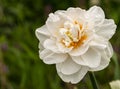 Flower decorative two-tone white with orange Narcissus Latin Narcissus Royalty Free Stock Photo