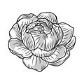 flower delicate sketch