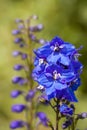 Flower Delphinium On Flowerbed Close Up