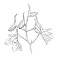 Flower Delphinium illustration on white background