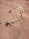 Flower in the desert