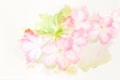 Flower (Desert Rose; Impala Lily; Mock Azalea) watercolor illustration. Royalty Free Stock Photo