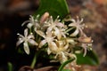 Flower detail of Common Smilax, aka Rough Bindweed - Smilax aspera Royalty Free Stock Photo