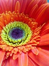Radiant Blossoms: A Macro Shot of Multicolored Petals