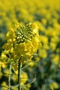 Flower Detail in Oilseed Rape Field, Norfolk, England, UK Royalty Free Stock Photo