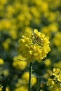 Flower Detail in Oilseed Rape Field, Norfolk, England, UK