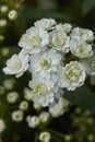 Spiraea cantoniensis shrub