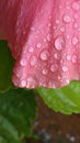 Flower detail Tulip and raindrops