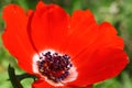 Flower Details (Anemone)