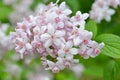 Flower Deutzia Royalty Free Stock Photo