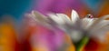 Flower with dew dop - beautiful macro photography with abstract bokeh background