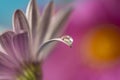 Flower with dew dop - beautiful macro photography Royalty Free Stock Photo