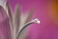 Flower with dew dop - beautiful macro photography Royalty Free Stock Photo