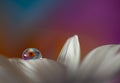 Flower with dew dop - beautiful macro photography Royalty Free Stock Photo