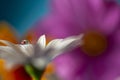 Flower with dew dop - beautiful macro photography