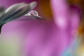 Flower with dew dop - beautiful macro photography